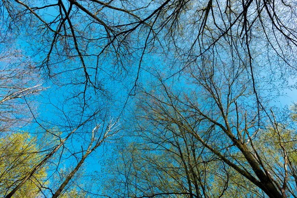 Floresta de primavera caduca árvores contra céu ensolarado vista para cima, copas das árvores — Fotografia de Stock