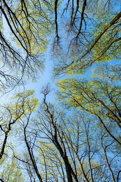 Floresta de primavera caduca vista para cima contra o céu, copas das árvores — Fotografia de Stock