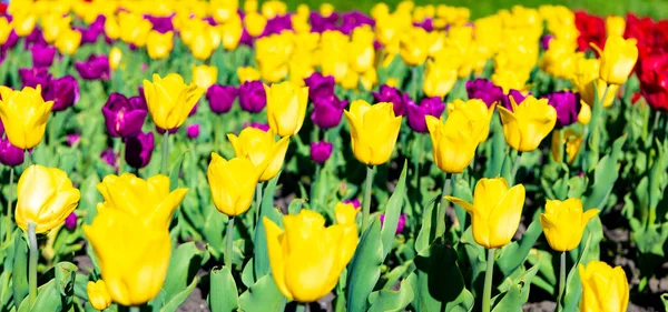 Красочный цветок тюльпана крупным планом с красочным естественным фоном — стоковое фото
