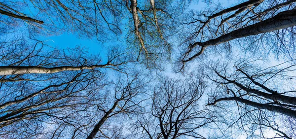 Copa de árvore nua crescendo na floresta decídua no céu azul vista para cima, copas de árvores — Fotografia de Stock