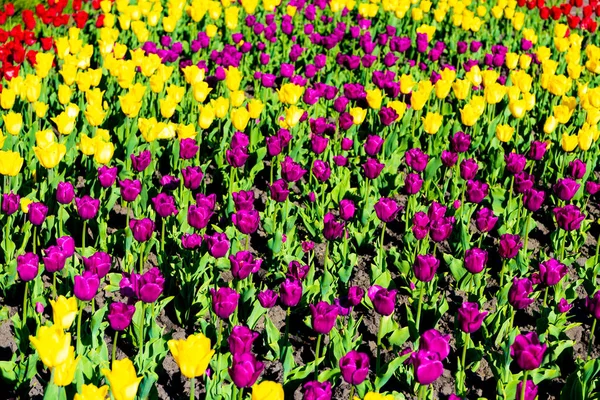 カラフルな自然の背景を持つカラフルなチューリップの花畑の花壇 — ストック写真