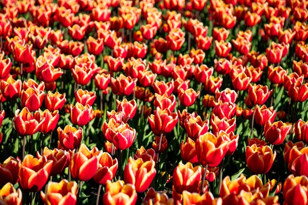 Červené tulipán květinové pole s barevným přírodním pozadím. jaro — Stock fotografie
