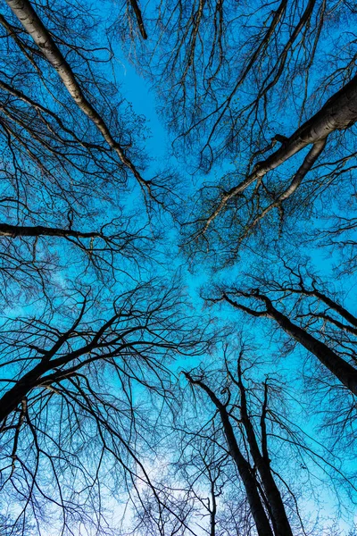 Topos de árvores nuas crescendo na floresta decídua no céu azul vista para cima, copas de árvores — Fotografia de Stock