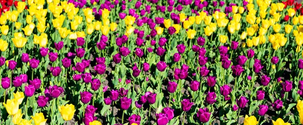 Canteiro de flores de tulipa campo de flores com fundo natural colorido — Fotografia de Stock