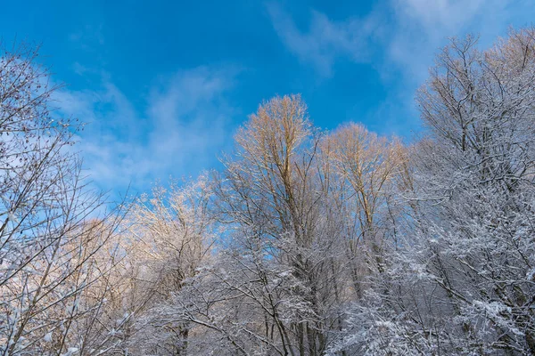 Hoarfrost on trees growing skyward in winter forest on blue sky — Stock Photo, Image