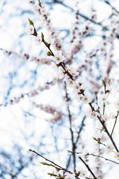 Drzewo gałęzie kwitnące z wiosennych kwiatów na naturalnym rozmytym tle, sakura kwiat — Zdjęcie stockowe