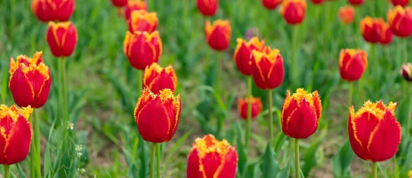 Fiori rossi di tulipani d'Olanda freschi nella natura primaverile — Foto Stock