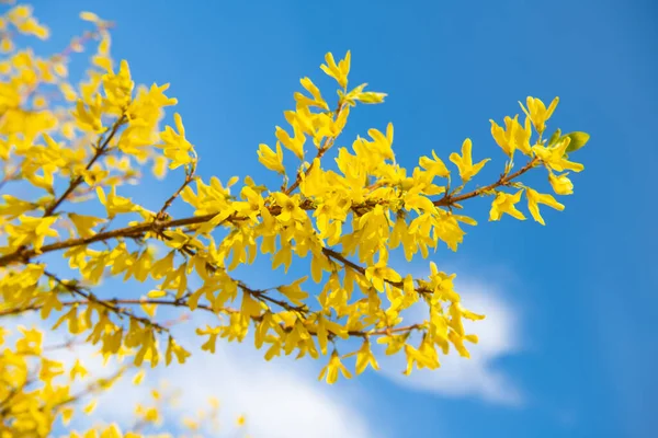 Pianta fiorita di Forsythia in piena fioritura su cielo blu, primavera — Foto Stock