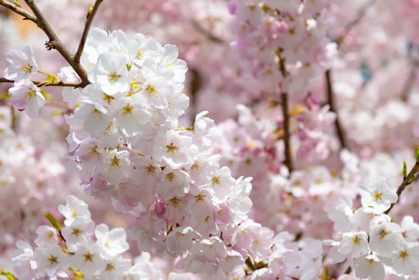 Flor de sakura na primavera. macro. natureza bonita — Fotografia de Stock