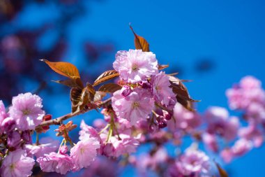 Baharda gökyüzünde çiçek açan sakura ağacının pembe çiçekleri.