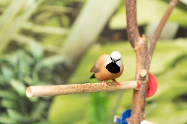 Piccolo uccello canterino appollaiato uccello seduto su ramo su sfondo naturale sfocato natura selvaggia — Foto Stock
