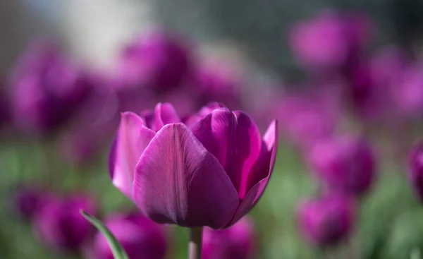 Violette Blüten aus frischen Hollandtulpen. Selektiver Fokus — Stockfoto