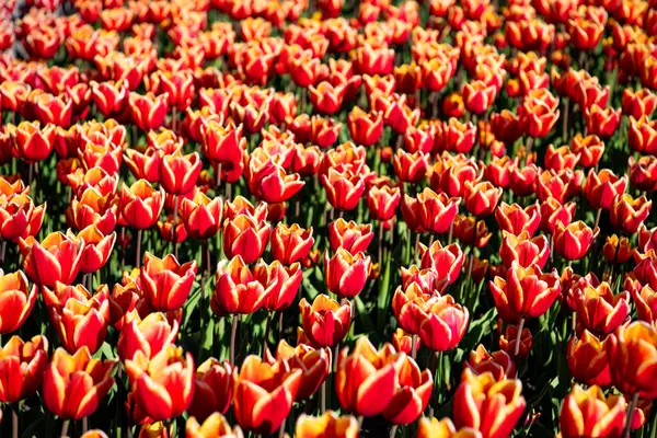 Červené tulipán květinové pole s barevným přírodním pozadím. příroda — Stock fotografie
