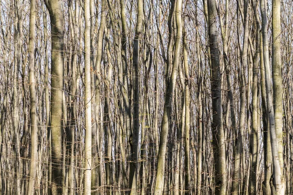 Pnie drzew liściastych stoją nagie w gęstym lesie w słoneczny dzień naturalny krajobraz, natura — Zdjęcie stockowe