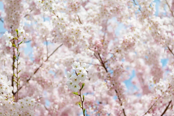 Tło kwiat sakura drzewa w lecie — Zdjęcie stockowe