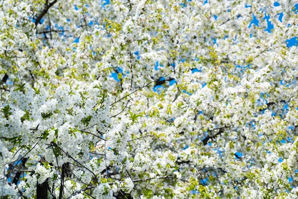 Λευκά λουλούδια του ανθισμένου δέντρου sakura την άνοιξη. φυσικό υπόβαθρο — Φωτογραφία Αρχείου