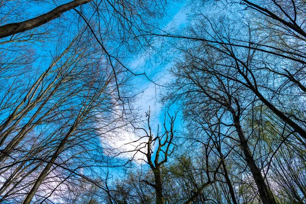 Os topos das árvores caducas estão nus na floresta crescendo para o céu azul vista para cima, copas das árvores — Fotografia de Stock