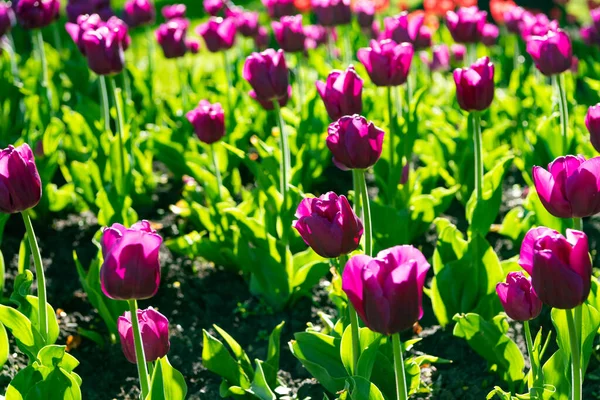 Flowerbed of purple tulip flower closeup with colorful natural background — Stock Photo, Image