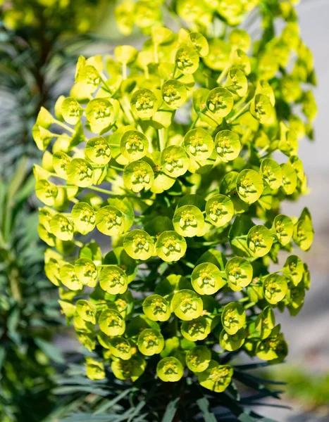 Green spurge cluster cyathim floreciendo sobre fondo natural, Euphorbia — Foto de Stock