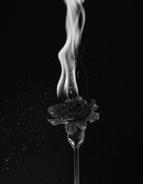 Flamme brûlante. Fleur brûlante fond sombre. Dianthus rouge en feu. Flamme et étincelles. Lueur du feu — Photo