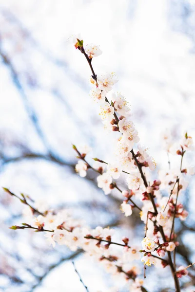 Větve stromů kvetou s jarními květy na přirozeném rozmazaném pozadí, třešňové květy — Stock fotografie