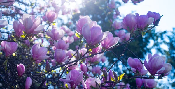 春天盛开的木兰花的粉红花朵 — 图库照片