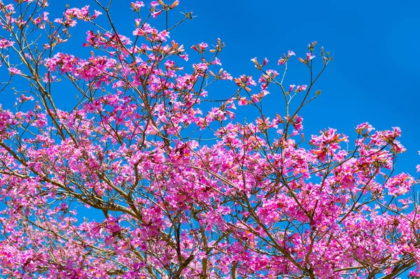 Roze bloesem van sakura boom op zonnige blauwe hemel in het voorjaar — Stockfoto