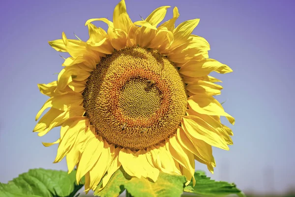Prachtige gele zonnebloem met insecten van dichtbij, landbouw en bestuiving — Stockfoto