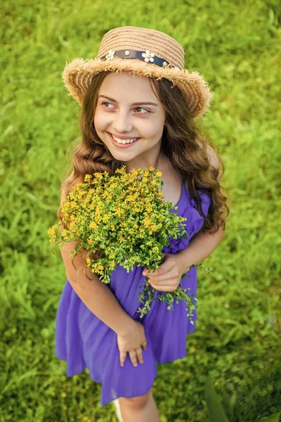Petite fille avec Hypericum perforatum fraîchement cueilli, recueillant des herbes — Photo