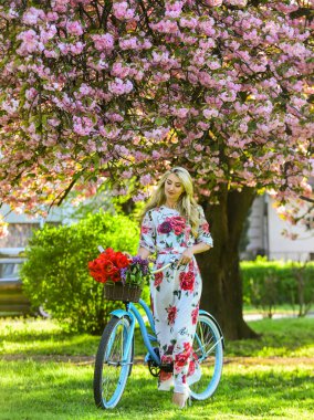 Bahar tatili. Lale buketli kadın. Sakura ağacı çiçek açıyor. Uzun elbise retro kruvazör bisiklet sakura ağacı. Sakura mevsimi. Romantik bisiklet yolculuğu. Turizm konsepti. Ulaşım ve seyahat