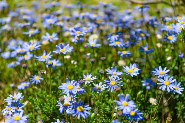 Plantes de marguerite à fleurs felicia bleues fleurissant dans la prairie d'été — Photo