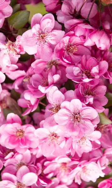Flores de color rosa telón de fondo del árbol de sakura en flor en primavera — Foto de Stock
