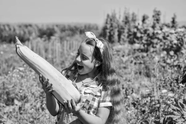 Gadis kecil berkebun panen sumsum sayuran besar, pertanian organik — Stok Foto