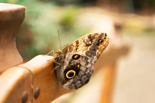 Kahverengi tavus kuşu kelebeği. Yazın kanatlı böcek lepidopterası. Bulanık doğa üzerinde oturuyor. — Stok fotoğraf