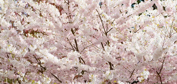 在春天开了樱桃树的花。花的背景 — 图库照片