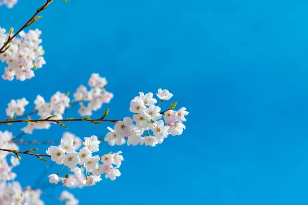 A szakura cseresznyefa virágzása a napos kék égen tavasszal. másolás helye — Stock Fotó