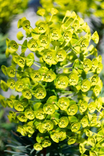 Euphorbia characias. Πλύσιμο ανθοφόρο φυτό με πράσινα λουλούδια φυσικό υπόβαθρο — Φωτογραφία Αρχείου