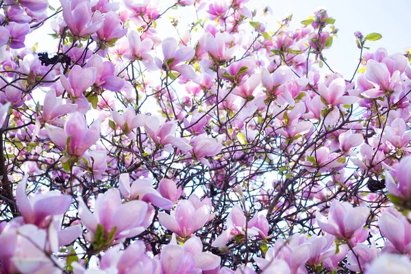 Ροζ λουλούδια από ανθισμένα κλαδιά μανόλιας την άνοιξη — Φωτογραφία Αρχείου