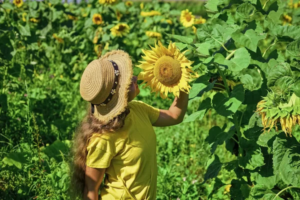 Mutlu çocuklar günü. çocukluk mutluluğu. Güzel ayçiçekli mutlu çocuk portresi. Sarı çiçeklerin arasında saman şapkalı neşeli çocuk. Yaz ayçiçeği tarlasında küçük bir kız. Yeşil çiçek