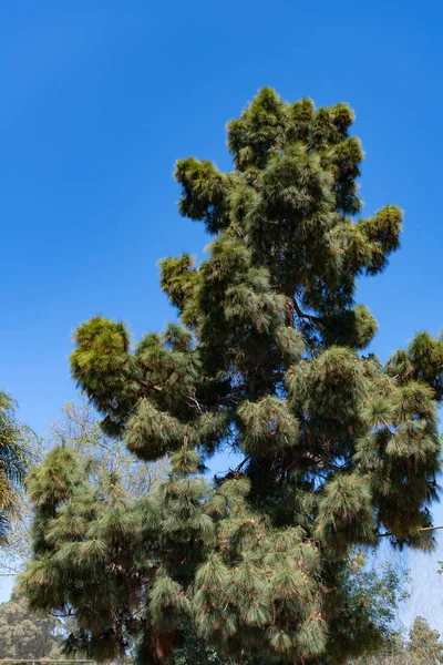 Evergreen conifer tree pinetree with pine needles on sunny blue sky — Stock Photo, Image