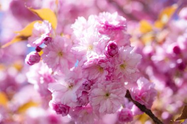 Baharda çiçek açan sakura ağacının pembe çiçekleri. makro
