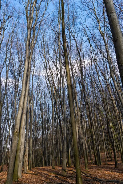 Waldlandschaft mit kahlen Laubbäumen, Natur — Stockfoto