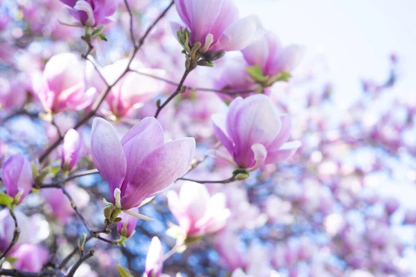 春天里盛开的木兰花的粉红色花朵。宏观 — 图库照片