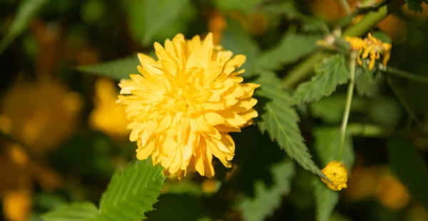 Κίτρινο λουλούδι μαργαρίτα πικραλίδα. Μακροεντολή. ομορφιά της φύσης — Φωτογραφία Αρχείου