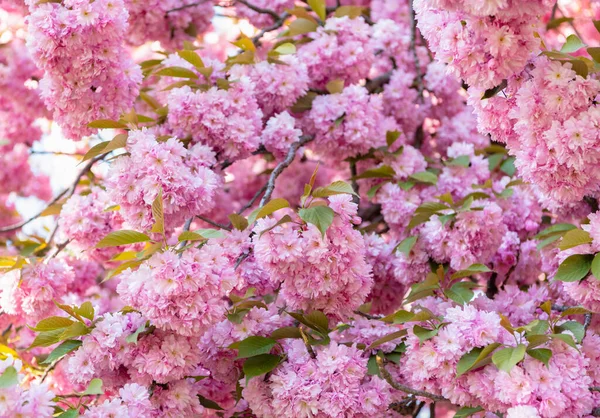 Рожева квітка сакури на квітучій весняній ялинці. гілка сакури — стокове фото