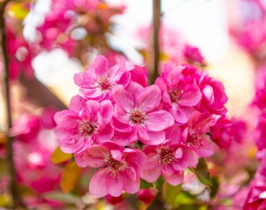Çiçek açan bahar ağacında pembe sakura çiçeği. sakura dalı