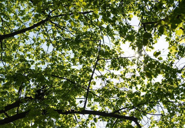 Folhas verdes em ramos de árvore em luz solar. estação de verão — Fotografia de Stock