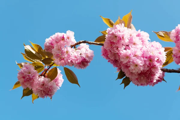 Różowy kwiat sakura na kwitnącej gałęzi wiosennego drzewa — Zdjęcie stockowe