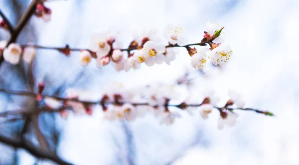 Kwiaty migdałów kwitnące na gałęziach drzew wiosną na naturalnym rozmytym tle, kwitną — Zdjęcie stockowe