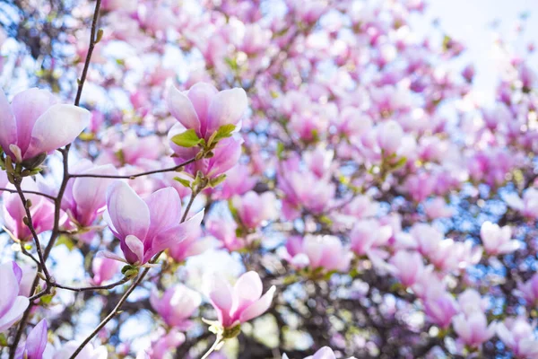 Roze bloemen van bloeiende magnolia boom in het voorjaar. kopieerruimte — Stockfoto